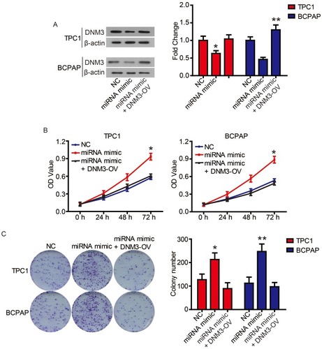 Figure 7 The promotion of miR-376c-3p on cell proliferation was attenuated by DNM3.Notes: (A) DNM3 levels in TPC1 and BCPAP cells were determined via Western blot. (B) The proliferation of TPC1 and BCPAP cells was determined via CCK8 assay. (C) The clonogenicity of TPC1 and BCPAP cells was detected by clony formation assay. *P<0.05; **P<0.01.