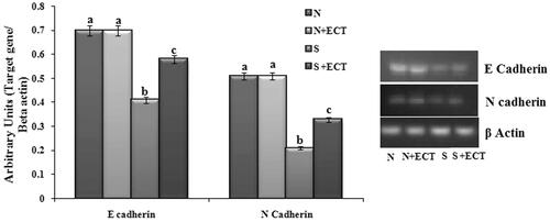 Figure 5. Photographic and graphical representation of mRNA expression of E Cadherin and N Cadherin in different experimental groups. N: Normal; S: Selenite. Each value represents mean ± SEM of six values. Different alphabets indicate significant difference between different groups at p < 0.05. Comparison is carried out between the groups; Cataract group is compared with control group and treatment group is compared with cataract group. aindicates normal group, bindicates significantly different from normal group and cindicates significantly different from cataract group.