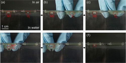 Figure 6. Demonstration of underwater bubble manipulation using a post-surface-treated 3D-printed tweezer for gas chemical reaction. (a) A NO gas bubble (40 μL) and an O2 gas bubble (20 μL) staying underneath two treated sheets; (b) and (c) The capture operation of the O2 bubble using the tweezer; (d) The release of the O2 bubble to react the NO bubble. (e) The mixed bubble after releasing the NO bubble. (f) The residual bubble after the gas chemical reaction.