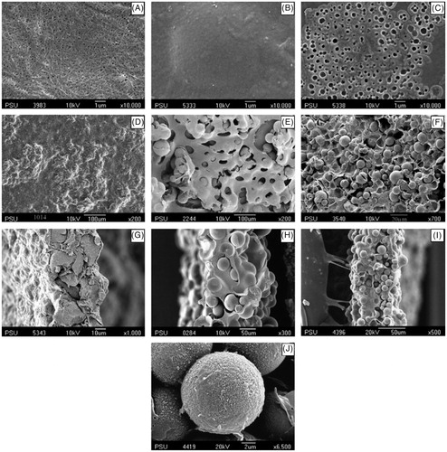 Figure 5. SEM images of membranes: the original bacterial cellulose (A) blank cellulose cast without the addition of PCL-T, (B) blank cellulose cast with the addition of PCL-T, (C) the MIP granule, MIP microsphere and (D–F) surface, (G–I) cross-section, MIP NOM composite cellulose membranes and (J) the enlargement image of MIP-NOM composite membrane (Reproduced with permission from Elsevier Publications; Jantarat et al., Citation2008).