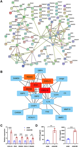 Figure 3 Identification and validation of hub genes. (A) The PPI network was analyzed by String software. (B) Identified the hub gene by Cytohubba. CXCL10, IFIH1, DDX58, CXCL11, RSAD2 were calculated as the top 5 hub genes. (C) Different expression of the top 5 hub genes in cases and controls verified using qRT-PCR. (D) The relative expression of cytokine in case and control groups using ELISA. Each experiment consisted of three biological replicates. **p < 0.01, ***p < 0.001.