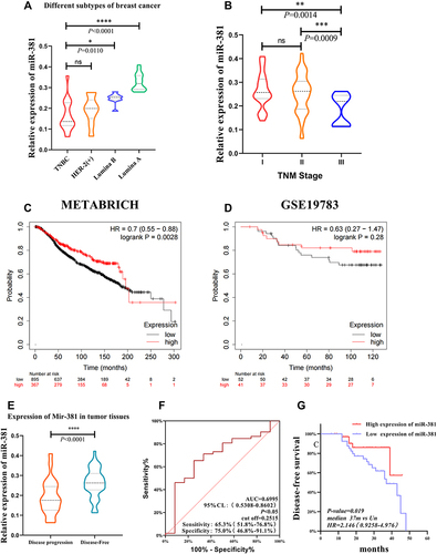 Figure 1 The miR-381 expression in the tumor tissue of patients with different TNM stages and molecular subtypes. (A) The miR-381 expression was significantly lower in the TNBC type than in the Luminal A/B of BC with P<0.05, but there is no significantly different between TNBC and Her-2 positive subtype with P=0.9. (B) The expression of miR-381 in the tumor tissues of patients between stage I and III, as well as stage II and III patients (P<0.05). (C) METABRICH data showed high expression indicate a better prognosis in BC with HR=0.7 (0.55–0.88), log rank P=0.0028. (D) In GSE19783 dataset, KMplot showed the similar value of MIR-381 but without significance (HR=0.63 (0.27–1.47), P=0.28). The miR-381 expression in the tumor tissues of patients with different disease progression states, along with the ROC curve and K–M curve. (E) The miR-381 content in the tumor tissue of the patients with disease progression was lower than those without disease progression (*Indicates p < 0.05, **Indicates p < 0.01, ***Indicates p < 0.001, ****Indicates p < 0.0001). (F) The ROC curve suggested a cut-off of 0.2515, with a sensitivity of 65.38% (51.8%–76.85%), a specificity of 75.00% (46.77%–91.11%), and a p-value of 0.0359. (G) The K–M survival curve indicated that the patients with a high miR-381 expression had a better prognosis, with a p-value of 0.019, a median no-events time of 37 m vs Un, and an HR of 2.146 (0.9258–4.976).