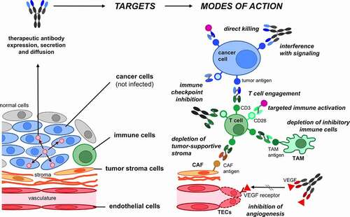 Figure 4. Target cells and modes of action of OV-encoded antibodies. The depicted cancer targets and direct or immune- or stroma-mediated modes of action have been reported. For some of the depicted modes of action only examples of the explored antibody formats are depicted (see Tables 1 – 5 for a comprehensive list). CAF, cancer-associated fibroblast; TAM, tumor-associated macrophage; TECs, tumor endothelial cells