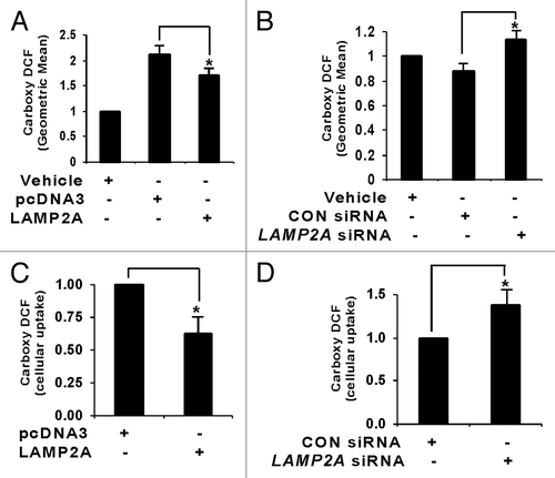 Figure 7. LAMP2A modulates ROS generation in breast cancer cells. Proliferating T47D cells were either transfected with LAMP2A or empty pcDNA3 vector for 48 h (A and C) and with LAMP2A siRNA or control siRNA for 72 h (B and D) in the presence of 150 nm H2O2 for the last 24 h. (A and B) Cells were assayed for carboxy-DCF fluorescence by flow cytometry, and the total geometric means of the carboxy-DCF tagged cells were plotted in each case. (C and D) Cellular uptakes of carboxy-DCF by the indicated cells were imaged live using confocal microscopy (Fig. S9). The green fluorescence due to carboxy DCF among different samples was analyzed using Metamorph imaging software and represented as bar diagram. Error bars are SEM and asterisk represents a statistically significant difference (*p < 0.05, ANOVA; Tukey test).