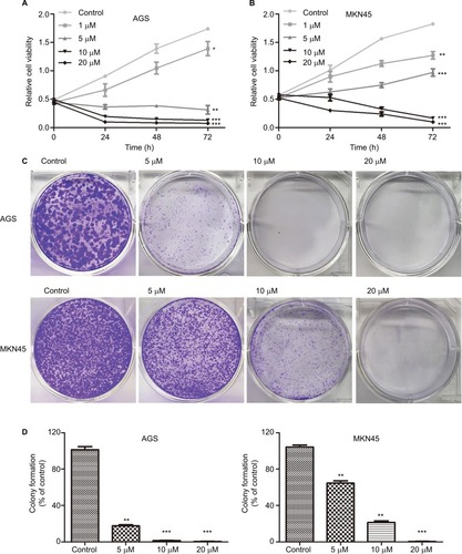 Figure 2 HJC0152 inhibits GC cell growth.Note: (A, B) Viability of AGS and MKN45 cells treated with different concentrations of HJC0152 (0, 1, 5, 10, and 20 µM) for 0, 24, 48, and 72 hours was determined by CCK8 assay. (C) Representative pictures of crystal violet-stained colonies formed by the AGS (upper) and MKN45 (lower) cells were treated with HJC0152 (0, 5, 10, and 20 µM) for ~14 days. (D) Percentage colony counts of the HJC0152-treated AGS (left) and MKN45 (right) cells relative to the DMSO controls. Data were obtained from three independent experiments. *P<0.05, **P<0.01, ***P<0.001 vs control.Abbreviations: CCK8, Cell Counting Kit-8; DMSO, dimethyl sulfoxide; GC, gastric cancer.