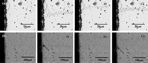 Figure 7. Cross-sectional microstructures and EDS line analysis results of CSZ corroded at 650°C for 168 h in (a) 1 wt% Li2O–LiCl and (b) 3 wt% Li2O–LiCl.