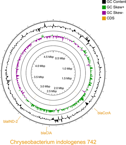 Figure 1 Circular maps of the chromosome of C. indologenes. The outermost ring highlights the CDS loci of three beta lactamases: blaIND-2, blaCIA, and blaCcra. The following inner ring depicts the GC content (black). The two remaining inner rings show the GC skew on the forward and reverse strands (purple/green).