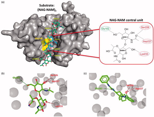 Figure 1. (a) Remodeled substrate in AtlE (PDB: 4PIA) and schematic presentation of the selected NAG-NAM central unit in AtlE for further virtual screening campaign; yellow region represents catalytic amino acid Glu138. Dotted lines represent hydrogen bonds between the central substrate unit and the protein active site residues. Green and red residues represent hydrogen bond acceptors and donors, respectively. (b) LigandScout structure-based pharmacophore for the modeled central NAG-NAM ligand within the AtlE binding site and (c) micromolar hit 3 obtained from the first screening campaign aligned to the pharmacophore model. Green arrows represent hydrogen bond donors, red arrows hydrogen bond acceptors and gray spheres exclusion volume spheres. Pharmacophore model comprised one hydrogen bond donor (interaction with Gly162) and three hydrogen bond acceptors, describing possible interactions with Ser226, Asp227 and Lys233.