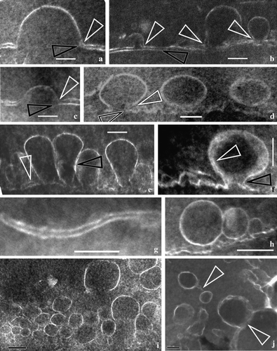 Figure 3.  Vesicles’ membranes and their relationship with double-layered cytoplasmic membrane. All TEM electron micrographs. (a) A half-unit membrane of a vesicle connected to the inner leaflet of the CM. Note the connection between vesicle membrane and the inner leaflet of the CM (white arrow) in contrast to the dangling outer leaflet of CM (black arrow). Bar = 100 nm. (b) Half-unit membranes of several vesicles connected with the inner leaflet of the CM. Note the connection between vesicle membrane and the inner leaflet of the CM (white arrows) in contrast to the outer leaflet of CM (black arrow) parallel to the inner leaflet. Bar = 100 nm. (c) A half-unit membrane of another vesicle connected with the inner leaflet of the CM (white arrow). Note the dangling outer leaflet of CM (black arrow) and the drastic variation in CM thickness on each side of the vesicle. Bar = 100 nm. (d) Half-unit membranes of a vesicle connected with the CM. Note the connection between vesicle membrane and the inner leaflet of the CM (white arrows) in contrast to the dangling outer leaflet of CM (black arrow), and two more vesicles in the cell. Bar = 100 nm. (e) Several vesicles with half-unit membranes crowded along the CM. Note that the CM is highly disturbed with its double-layered structure sometimes still visible (white arrow), and that two adjacent vesicles may have their membranes closely spaced (black arrow). Bar = 100 nm. (f) A vesicle connected with the CM. The vesicle has a unit membrane (quite different from those in Figure 3a–e, white arrow). The vesicle and the CM form an omega-shaped configuration with a narrow neck (black arrow). The vesicle membrane may become thicker and obscure due to oblique orientation of the membrane relative to the sectioning plane. Bar = 100 nm. (g) A typical double-layered structure of the CM. Bar = 100 nm. (h) A couple of the adjacent spherical vesicles before fusing with the CM. Bar = 200 nm. (i) Many vesicles with a half unit membrane in cytoplasm. Note the size and shape of the vesicles may vary from one to another. Bar = 200 nm. (j) More vesicles in the cytoplasm. Note the relationship between vesicles (arrows), and the varying membrane structure even within the same vesicle (lower arrow). Bar = 100 nm.