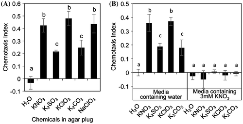 Fig. 4. Attraction assay using nitrate analogs.