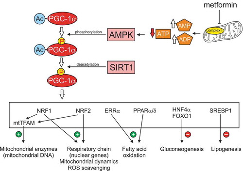 Figure 1. Metformin-dependent activation of AMPK and downstream targets. Metformin interacts with components of the mitochondria, including the respiratory chain at Complex 1, to inhibit electron flow and oxidative phosphorylation. The increase in ratio of AMP:ATP activates AMPK and leads to elevated phosphorylation of the co-transcriptional activator, PGC-1α. SIRT1, a sensor of the NAD+/NADH redox state, further enhances PGC-1α activity via deacetylation. Activated PGC-1α then can interact with a variety of transcription factors (shown in the white box) to modulate a variety of signal transduction pathways associated with mitochondrial function and cellular metabolism. Abbreviations: Ac, acetylation; AMPK, AMP-activated protein kinase; FOXO1, forkhead box O 1; ERRα, estrogen receptor-relatedα; HNF4α, hepatocyte nuclear factor 4α PGC-1α, peroxisome proliferator-activated receptor λ coactivator 1-α; PPAR α/δ, peroxisome proliferator-activated receptor α/δ; NRF1, nuclear respiratory factor 1; NRF2, nuclear factor erythroid 2-related factor; SIRT1, sirtuin1 or silent mating type information regulation 2 homolog; SREBP1, sterol regulatory element-binding protein 1; TFAM, mitochondrial transcription factor A