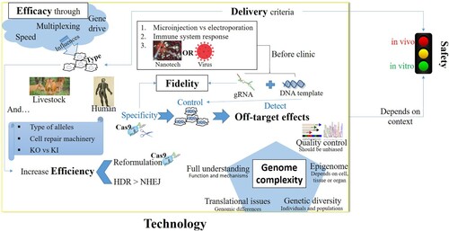 Figure 1. Technology as an overarching theme comprising multiple challenges that may influence safety. The different issues around technology brought up by the interviewees, and how these issues relate to each other are illustrated. Delivery of genome editing components such as CRISPR-Cas9 depends on different factors and different type of cells may be influenced by the efficacy of gene correction. Together, these influence efficiency of technology which needs to be improved by different basic research methods. Fidelity and control of DNA target integration and specificity of Cas9 cutting influence the appearance of off-target effects which need to be detected and monitored. Genome complexity in combination with these technical issues determine if the technology is to be considered safe enough for application in vivo. The arrows indicate relationships between technical aspects.