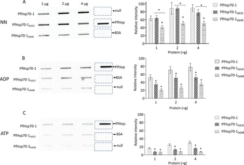 Figure 2. Slot blot data confirmed the compromised capability of the GGMP mutants of PfHsp70-1 to bind PfHop. Various quantities (1, 2, and 4 μg) of PfHsp70-1 or its GGMP mutants were spotted on the nitrocellulose membrane as prey protein. BSA (4 μg) was used as a negative control. Each respective protein concentration was spotted using a vacuum and overlaid with 4 μg of purified PfHop protein (A) and accompanying densitometry analysis. The assay was repeated in the presence of ADP or ATP (B and C) and accompanying densitometry analyses are shown on the right-hand side. α- PfHop antibody was used to detect the presence of bound PfHop. The data were generated from three independent assays. The broken rectangles represent the slot blot space onto which PfHop and BSA were loaded as controls while the panel labelled ‘’null’’ represents absence of loaded bait protein. Standard errors about the mean are indicated, and statistical analysis was conducted using two-way ANOVA (statistical significance at p<0.001* showing the variation of signals of GGMP derivatives of PfHsp70-1 versus wild type PfHsp70-1 with respect to their interaction with PfHop are shown).