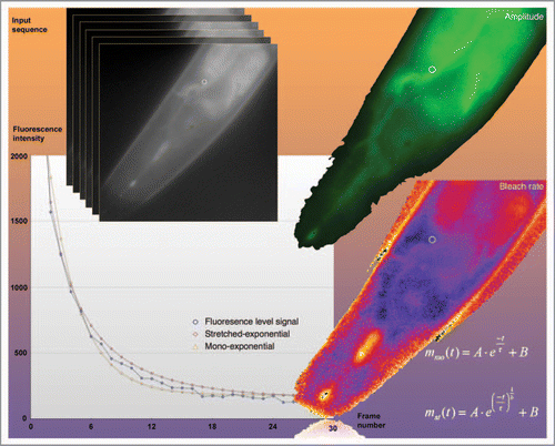 Figure 2 Bleach-rate-based image segmentation to visualize DHE in C. elegans. The figure illustrates the method of pixel-wise bleach-rate fitting used to distinguish probe fluorescence from autofluorescence in living nematodes. Various mathematical decay models, like a mono-exponential decay [mmo(t)] or stretched exponential decay [mst(t)] were fitted to the bleaching kinetics of the fluorescent sterol dehydroergosterol (DHE) in the nematode Caenorhabditis elegans in a pixel-wise manner. Images of DHE-stained worms were repeatedly acquired on a UV-sensitive wide field microscope to generate an input sequence. In every pixel position the intensity decay caused either by bleaching of DHE or of autofluorescence was fitted to the respective model, as exemplified for one pixel (white circle) in the diagram. Our software generates an amplitude map (upper green image) and a bleach rate map (lower image in FIRE LUT ).