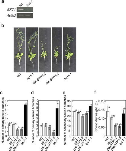 Figure 5. Phenotypes of wild-type, stp1-1, brc1-1 and transgenic plants (OX-STP1-2 and OX-STP1-5). Steady-state amount of BRC1 mRNA in basal tissues of brc1-1 mutants (SALK_091920C), BRC1 mRNA in brc1-1 mutants compared with those in wild-type plants by RT-PCR (a). Similar results were obtained in three independent experiments. Phenotypes of transgenic plants grown for 5 weeks on hydroponic culture (b). Number of primary rosette branches (c), number of lateral branches (d), number of rosette leaves (e) or shoot dry weights (f) of wild-type, stp1-1, brc1-1. Error bars indicate SE (n= 9–10). Bars with the same letter are not significantly different from each other (ANOVA, Tukey HSD test).