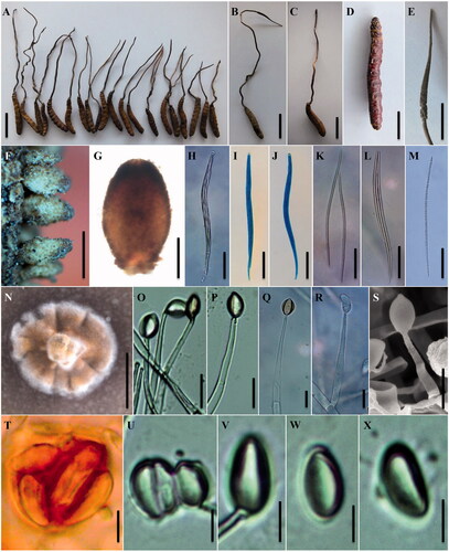 Figure 2. Morphology of Ophiocordyceps liangshanensis. (A) Slender stromata arising from Hepialidae larvae; (B) Mature stroma arising from the larva of Hepialidae. (C) The type specimen of O. liangshanensis (KUN-HKAS7723). (D) The reddish dark brown host of O. liangshanensis. (E) Fertile part; (F–G) Perithecia. (H–J) Asci. (K–M) Ascospores; (N) Colony on PDA; (O–S) Conidiogenous cells; (T–X) Conidia embedded in mucous sheaths. Scale bars: A–C = 3 cm; D, E, N = 1 cm; F = 500 µm; G = 200 µm; H–M = 50 µm; O–S = 10 µm; T–X = 5 µm.