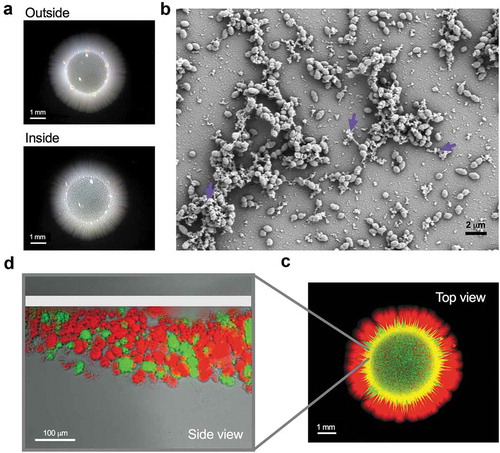 Figure 1. Enterococcal surface penetration.(a–c). The capacity of E. faecalis MMH594 to penetrate was evidenced as a colony-print inside the agar after removing the non-penetrating cells (outside) through several washes with water. (a) Images of a 6-day-old colony (outside) and its penetrating cells (inside) grown on semisolid medium at 37°C. (b) Scanning electron microscopy of aggregated and matrix-covered (purple arrow head) enterococcal cells. (c) Top view of a colony and its invading community (side view) demonstrating the spatial localization of discrete E. faecalis aggregated communities differentially labeled with either red (m-Cherry) or green (GFP) fluorescent proteins. The top white line indicates the beginning of the agar. Scale bars: 1 mm (a and c); 2 μm (b) and 100 μm (d). Methodological details are further described in reference [Citation8].