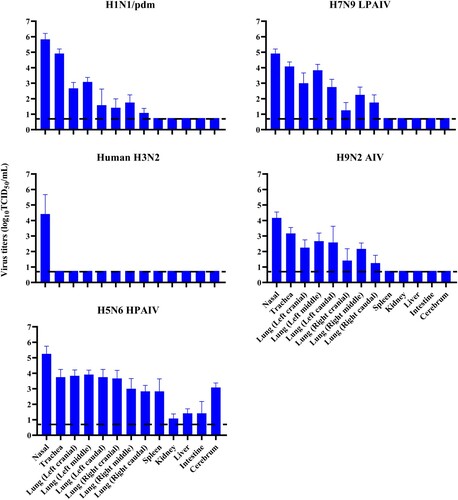 Figure 5. Virus replication in mink infected with avian and human influenza viruses. Mink were inoculated intranasally with 106 TCID50 of indicated viruses. Three mink per group were euthanised at 4 dpi, and samples of nasal turbinate, trachea, lung, spleen, liver, kidney, intestine and cerebrum were collected from each mink for virus titration by TCID50 assays on MDCK cells. Systemic spread of H5N6 virus was detected in all organs examined. All values shown are means ± SD from three independent experiments for each sample. Dashed lines indicate the lower limits of detection.