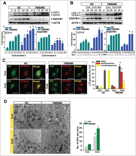 Figure 1. TMBIM6 increases autophagy in HK-2 cells. (A) NC and TMBIM6 cells were treated with 20 μM CsA for 0, 6, 12, 24, or 48 h. Immunoblotting was performed with anti-LC3-II, SQSTM1, and ACTB antibodies. The lower panel shows the results of densitometric analysis. #P < 0.05 vs. NC cells for each period. Images shown are representative of 3 independent experiments. (B) NC and TMBIM6 cells were treated with 20 μM CsA in the presence or absence of 80 nM bafilomycin for 24 h or 48 h. Immunoblotting was performed with anti-LC3-II, SQSTM1, and ACTB antibodies. The lower panel shows the results of densitometric analysis. *, P < 0.05 vs. NC cells during each period. #, P < 0.05 CsA+Baf vs. CsA during each period. Images shown are representative of 3 independent experiments (C) NC and TMBIM6 cells were transiently transfected with mRFP-GFP-LC3 for 24 h, after which the cells were treated with 20 μM CsA for 24 h. Red and green puncta were visualized by confocal microscopy. The right panel shows quantification of the ratio of mRFP-GFP-LC3 red to yellow puncta. #P < 0.05 vs. NC cells after treatment with CsA. (D) Lysosome and autophagic vacuoles (AVs) were analyzed by electron microscopy in NC and TMBIM6 cells with or without CsA. Results were quantified by counting the number of autophagic vacuoles per slice of view. Representative transmission electron micrographs of cell-in-cell structure showing autophagosomes (black arrow), lysosomes (white arrow), and autolysosomes (white asterisk).#, P < 0.05 vs. TMBIM6 cells after treatment with CsA.