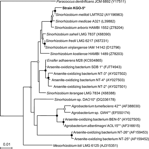 Fig. 1. Phylogenetic tree showing the relationship between strain KGO-5 and related bacteria within the Alphaproteobacteria on the basis of 16S rRNA gene sequences.Notes: The tree was constructed using the neighbor-joining method. Circles and triangles at the branch nodes represent bootstrap percentages (1,000 replicates): filled circles, 90–100%; open circles, 70–89%; open triangles, 50–69%. Values < 50% are not shown. The scale bar represents the estimated number of substitutions per site. The GenBank accession number for each reference strain is shown in parentheses. An asterisk represents the bacterium is a chemolithoautotrophic arsenite oxidizer, including a facultative chemolithoautotrophic arsenite oxidizer. Double asterisks represent the bacterium is a heterotrophic arsenite oxidizer.