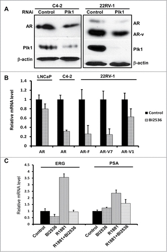 Figure 2. Plk1 affects AR signaling in PCa cells. (A) Depletion of Plk1 reduced AR level in PCa cells. C4-2 and 22Rv-1 cells were infected with lentivirus to deplete Plk1 for 36 hours and harvested. (B) BI2536 inhibits AR expression in PCa cells. LNCaP, C4-2 and 22Rv-1 cells were treated with or without 200 nmol/L BI2536 and harvested for Real-Time qPCR to measure the mRNA levels of AR and AR variants. (C) AR activity is inhibited by BI2536 in LNCaP cells. LNCaP cells were cultured in RPMI-1640+ 5% CSS medium for 48hrs, then treated with or without 200 nmol/L BI2536 or 1 nmol/L R1881 for 4 hours, and harvested for Real-Time qPCR to measure the mRNA levels of ERG and PSA.