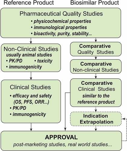 Figure 2. The developing process of the reference and biosimilar products. The elements of their processes are similar, both containing pharmaceutical studies, non-clinical studies (animal studies), and clinical studies. However, biosimilar products pay more attention on comparative studies and their indications can be extrapolated.