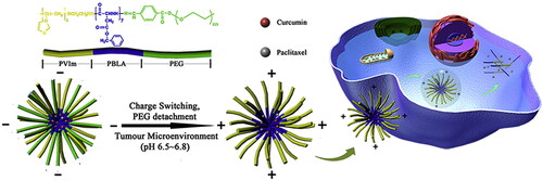 Figure 7. Schematic illustration of pH multistage responsive PTX and CUR-loaded PPBV micelles with the PEG detachment and charge-switching function for enhanced cellular uptake and tumor penetration. Reprinted with permission from Elsevier (Yang et al., 2017b).