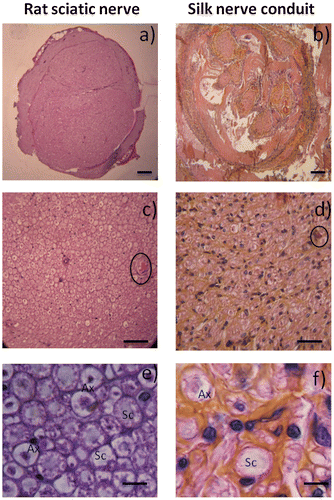 Figure 5. Histological analysis of sciatic nerve (a) and silk conduits (b) following implantation into rats after 6 months. Observation with Hematoxylin and Eosin staining of native sciatic nerve (left) and nerve silk graft (right) by optic microscopy. (a,b, scale bar 150 μm) Overall observation of the full section of the reconstructed nerves. (c, d, scale bar 20 μm) Note inside reconstructed sciatic nerve the presence of blood vessels (circled). (e, f, scale bar 5 μm) Specific cell populations can be observed inside the nerves, specifically Schwann cells (Sc) and axons surrounded by myelin (Ax).