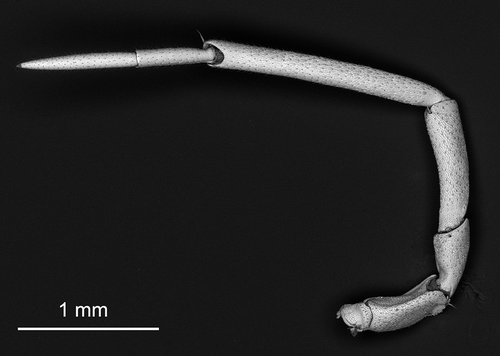 Figure 4. Armadillidium virgo n. sp., antenna. Scale bar: 1 mm.