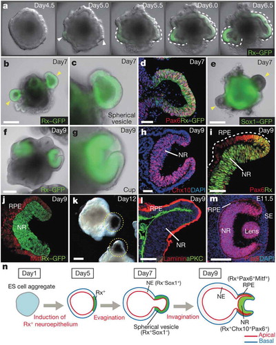 Figure 1. Optic-cup-like organoid formed spontaneously from the 3D culture of mouse embryonic stem cell aggregates in the presence of matrigel. Reprinted from reference [Citation15] with permission. (a-l) show the temporal progression of the optic-cup-like structure formation along with the expression of key molecular markers for specific stages in the process. (m) shows the optic cup in a mouse embryo at time E11.5. (n) shows a schematic representation of key stages in the maturation of optic-cup-like. Copyright Nature Publishing Group (2011).