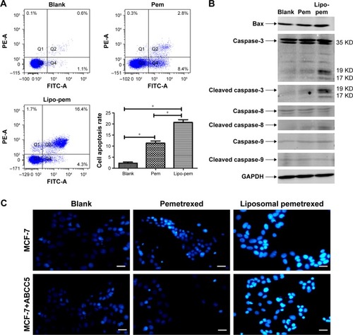 Figure 5 Cell apoptosis induced by pemetrexed or liposomal pemetrexed. (A) Cell apoptosis rate of MCF-7 cells measured by flow cytometry. MCF-7 cells were treated with pemetrexed or liposomal pemetrexed (3 μg/mL) for 72 h and stained with Annexin V-FITC and PI. Data are presented as mean ± SD (n=3). *P<0.05. (B) The expression of bax, caspase-3, -8, and -9 proteins in MCF-7 cells were detected after incubation with pemetrexed or liposomal pemetrexed with a 3 μg/mL concentration for 72 h. An equal amount of cell lysate (20 μg of protein/lane) was analyzed using Western blot with glyceraldehyde-3-phosphate dehydrogenase as the loading control. (C) Images of MCF-7 cells stained with Hoechst 33342. MCF-7 cells were treated with pemetrexed or liposomal pemetrexed (3 μg/mL) for 48 h and then stained with Hoechst 33342. Scale bars represent 50 μm.Abbreviations: Blank, no drugs; Pem, pemetrexed; Lipopem, liposomal pemetrexed; FITC, fluorescein isothiocyanate; PI, propidium iodide.