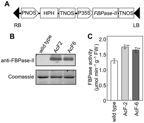 Fig. 1. Generation of transgenic Arabidopsis plants that expressed FBPase-II in the cytosol.