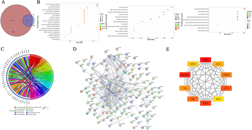 Figure 5 Identification of activated B cell-related hub genes in aortic dissection (AD). (A) Venn plot showing 192 overlapped genes between WGCNA modular genes and differentially expressed genes (DEGs). (B) Gene ontology (GO) enrichment of 192 activated B cell related DEGs. GO-biological processes (BPs) for the 20 pathways with the highest significance (according to the p value order after correction), all GO-cellular components (CCs) and GO-molecular functions (MFs) are displayed. (C) Kyoto Encyclopedia of genes and genomes (KEGG) pathway enrichment of 192 activated B cell related DEGs. The 10 pathways with the highest significance type were selected. (D) Visualization for the predicted results of protein-protein interaction (PPI) network among 192 activated B cell-related DEGs via STRING and Cytoscape. Each node represents a protein, and each line refers an interaction. Line thickness indicates the strength of interaction. (E) PPI subnetwork of hub genes identified by cytohubba plug-in. Hub genes were colored from yellow to red with red being the most important.