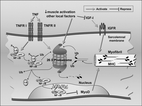 Figure 7 Possible mechanisms of cachexia in COPD. Source: (Citation[37]), Fig. 1, p. 1715. Growth factors such as insulin-like growth factor-I (IGF-I) and MyoD have their anabolic effects by activating myofibrils synthesis. Myofibrillar proteins are marked for degradation by ubiquitin (Ub) and are then processed through the 26 S proteasome. This protein degradation pathway can be activated by muscle inactivity. Proinflammatory cytokines such as TNF (shown here), IL-1, and IL-6, for instance, exert their catabolic action by activating NF-B, which can enter the nucleus after dissociating from its inhibitor (IB). One catabolic action of NF-B is to repress the gene expression of MyoD. Proinflammatory cytokines may also activate the ubiquitin-proteasome pathway. A reasonable hypothesis is that systemic (TNF, growth factors) as well as local factors (inactivity, acidosis) interact in the development of cachexia. Ub = ubiquitin; NF-B = nuclear factor B; IB = NF-B natural inhibitor; MHC = myosin heavy chain; IGF = insulin-like growth factor; IGFR = insulin-like growth factor receptor; TNF = tumor necrosis factor; TNFR I and II = tumor necrosis factor receptor I and II.