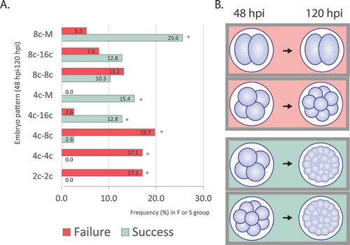 Figure 6. Cleavage pattern of ‘success’ and ‘failure’ embryos. (A) Graph shows percentage of main cleavage patterns in failure and success group (n = 14 8c–M, 11 8c–16c, 14 8c–8c, 6 4c–M, 7 4c–16c, 16 4c–8c, 13 4c–4c, 13 2c–2c. 21 embryos from other patterns are not presented in the graph due to their low frequency). Asterisks indicate statistical difference comparing F and S groups for each pattern. (B) Graphical summary indicating critical patterns of cleavage combining 48 and 120 hpi data for failure (red) and success (green) embryos.