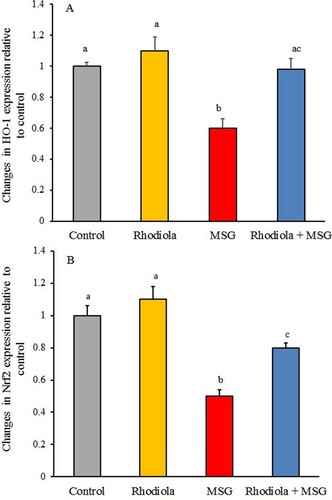 Figure 2. Quantification of Nrf2 (A) and HO-1 (B) mRNA in rat hepatic tissues after normalization with beta actin. Values with different letters are significant at *p < 0.05 compared to other groups.