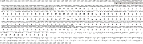 Fig. 7. Nucleotide and amino acid sequences for Gand-carp2. Predicted signal peptides are highlighted and the predicted coiled coil structure is underlined. The poly-A tail is not indicated.