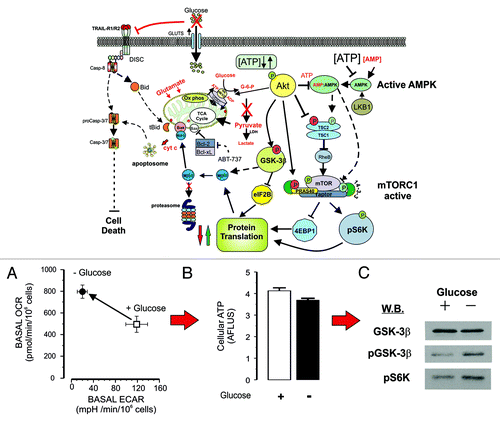 Figure 2. Glucose withdrawal inhibits cell death. In this model, glycolysis is inhibited by conditioning Z138 cells for 2 wk on glucose-free (plus pyruvate and glutamine) media. Under these conditions, the cells adapt and continue to grow, but are now resistant to TRAIL and ABT-737 induced cell death. In glucose-free media, the cells have slightly reduced expression of TRAIL-R1/R2 and less DISC formation and activity in response to TRAIL stimulation (A). The cells also upregulate oxidative phosphorylation to compensate for the lack of glycolysis (B), maintaining ATP levels (C). Under these conditions, the Akt/mTORC1 pathway is activated, and key substrates such as GSK3β and S6K1 are phosphorylated (D). This results in a shift in the balance between the pro- and anti-apoptotic Bcl-2 proteins, inhibiting MOMP and the action of ABT-737.