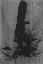 Figure 5 Induction of rooting after 30 days in Gamborg's B5 medium supplemented with IBA (2 mg/l) + NAA (2 mg/l).