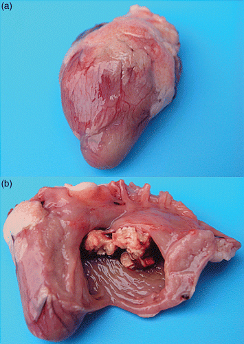 Figure 2. Gross lesions in birds with E. hirae-associated endocarditis with (a) an intact heart with a more pronounced rounded shape, due to vegetative lesions of the right AV valve and (b) inner aspect of the same heart with vegetative lesions of the right AV valve.