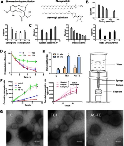 Figure 1 (A) The chemical structure of sinomenine hydrochloride, phospholipid, and ascorbyl palmitate. (B) The ethosomal sizes were prepared by different stirring velocities and time on the basis of the stirring-injection method. (C) The ethosomal sizes were prepared by different injection velocities, ultrasound time, and probe ultrasound time based on ultrasound-injection method. (D) The capsulation efficiency with different edge activators (*P<0.05 vs E). (E) The deformability indexes under 0.3 and 0.5 MPa were measured by self-made equipment on the right. (*P< 0.05 vs E). (F) The cumulative permeation rates in vitro of control (sinomenine hydrochloride normal saline solution), E, and TE1, containing different concentrations of sodium deoxycholate, and AS-TE. (*P <0.05 vs control and TE1 containing 5.0 mg/mL of sodium deoxycholate). (G) The TEM images of E, TE1, and AS-TE.Abbreviations: E, ethosome; TE, transethosomes (ethosome containing sodium deoxycholate (TE1), tween-80 (TE2) and oleic acid (TE3)); AS-TE, antioxidant surface transethosome.