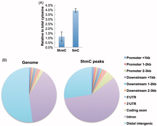 Figure 1. Genomic distribution of 5hmC in mouse kidney. (A) HPLC analysis of genomic 5hmC and 5mC levels in mouse kidney. Data represent as mean ± SD (n = 5). (B) Left pie chart showing the percentages of different genomic feature regions in mouse genome. Right pie chart showing the percentages of 5hmC peaks in different genomic feature regions.
