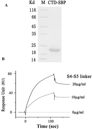 Figure 6.  SPR measurement of the interaction between the C-terminal domain and the S4-S5 linker of the Kv1.2 channel. (A) SDS-PAGE analysis of the purified CTD-SBP fusion protein (sample size: 5 µl). B) SPR sensorgram showing the interaction between the CTD and the S4-S5 linker of the Kv1.2 channel. CTD-SBP immobilization level: 2600 RU; injected samples: the S4-S5 linker peptide with the indicated concentrations (flowing for 120 sec).