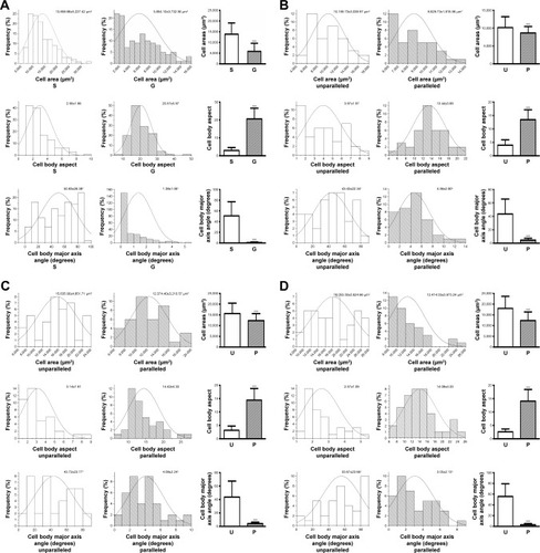 Figure 5 Quantitative analysis of cell morphology and orientation. Data distribution and quantification of cell area, cell body aspect, and cell body major axis angle on smooth surface (S) and microscaled grooved surface (G) on day 3 postseeding (A). Data distribution and quantification of cell area, cell body aspect, and cell body major axis angle on nanoscaled electrospun fibers of unparallel (U) and parallel (P) groups, respectively, on days 3 (B), 5 (C), and 7 (D). ***p<0.001.