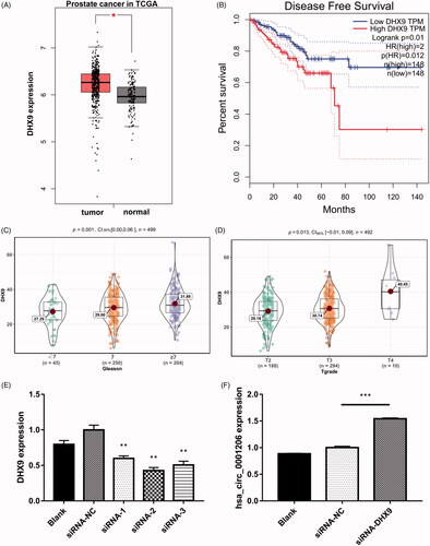 Figure 10. Knocking down of DHX9 could increase the expression of hsa_circ_0001006. (A) The GEPIA database revealed the mRNA expression of DHX9 was significantly up-regulated in PCa tissues. The boxplot analysis showed log2 (TPM + 1) on a log-scale. (B) The disease-free survival of the patients with PCa was computed with the GEPIA web tool. (C) The expression levels of DHX9 in PCa patients with different Gleason scores. (D) The expression levels of DHX9 in PCa patients with different tumor grades. (E) The expression of DHX9 in blank, negative control, and DHX9-siRNA transfected groups detected by qRT-PCR. (F) The expression of has_circ_0001206 in blank, negative control, and DHX9-siRNA2 transfected group detected by qRT-PCR. N = 3 independent experiments. The results are presented as the mean ± SEM. *p < .05, **p < .01, ***p < .001.