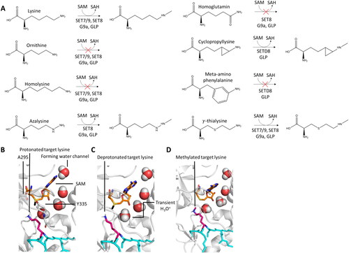 Figure 4. A| Structure representation of lysine and lysine analogues and their capability to function as PKMT methyl group acceptors. B| Target lysine deprotonation is obligatory for the PKMT catalyzed methyl group transfer. The protonated target lysine (pink, sticks) is oriented by SET7/9 Y335 (white, sticks), the water channel is already present (red spheres, prepared using PDB 1XQH (Chuikov et al. Citation2004)). C| The lysine proton is transferred to the nearby water molecule. D| After lysine deprotonation, the SAM-methyl group is rapidly transferred to the deprotonated target lysine thereby preventing the reprotonation. The excess proton is transferred into the bulk solvent.