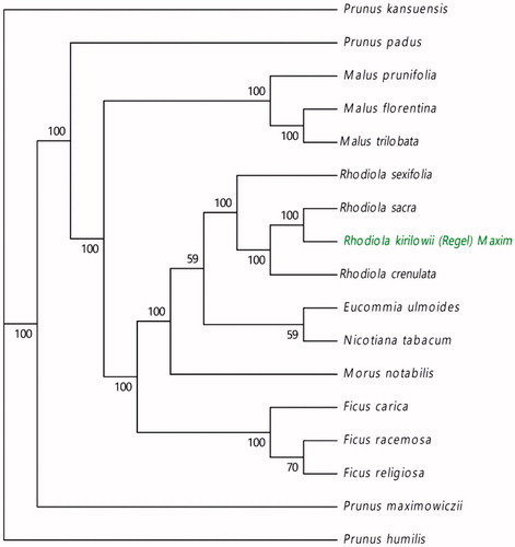 Figure 1. Phylogenetic tree based on the complete chloroplast genome sequences of R. sacra and 16 other species. The tree was generated using a ML method by MEGA7 with 1000 bootstrap replicates. Numbers on the nodes indicate bootstrap values. The chloroplast genome sequences used to construct the phylogenetic tree are MF766010, KY635880, KT368151, KY416513, KX499856, KU851961, KX499858, MK301435, MF405921, KF990036, KP760071, KP760072, Z00044, MN218690, MN109979, MN109978, MN109980.