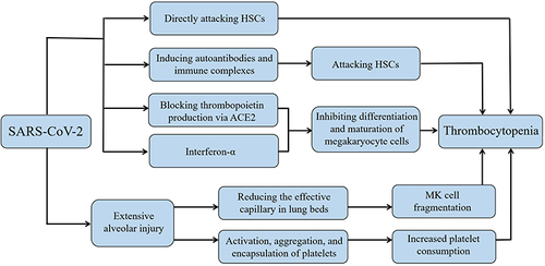 Figure 3 Possible mechanisms of thrombocytopenia caused by SARS-CoV-2.