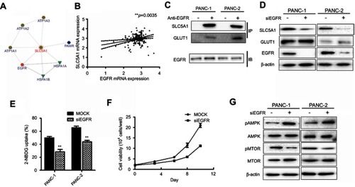 Figure 6 The association of SLC5A with EGFR mediates pancreatic cancer cell growth. (A) SLC5A1 is closely co-related with EGFR with a confidence score of 0.38. (B) The positive correlation between SLC5A1 and EGFR mRNA expressions. (C) co-immunoprecipitation assay showing the interaction between SLC5A1 and EGFR protein. (D) Immunoblotting analysis of SLC5A1 with cell lysates from cells transfected with siEGFR or scrambles negative control. Protein expression of SLC5A1 was reduced consistently in EGFR knockdown cells. (E) Knockdown of EGFR decreased uptake of 2-NBDG by cancer cells. (F) Knockdown of EGFR reduced cancer cell viability as compared to mock cells. Torin 1, a mTOR inhibitor, showed similar effect to EGFR knockdown on cell viability. (G) Immunoblotting analysis of phosphorylated-AMPK and mTOR with cell lysates from EGFR knockdown cells. Protein expression of p-AMPK was increased while p-mTOR was reduced in EGFR knockdown cells. **P<0.01.