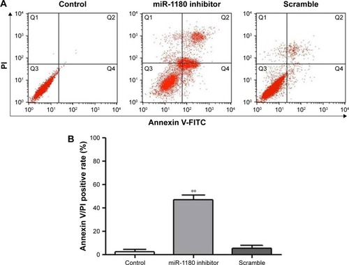 Figure 2 The percentages of apoptotic cells in WT were determined in flow cytometry experiments using Annexin V/PI double staining.